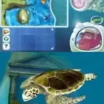 Dolphin Island - Underwater Adventures (Europe) (En,Fr,De,Es,It,Nl) (NDSi Enhanced)