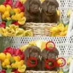 Finde die Unterschiede - Foto Frenzy (Europe) (En,Fr,De,Es,It)